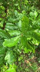 Quercus × leana
