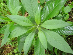 Verbesina alternifolia