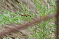Ammophila placida