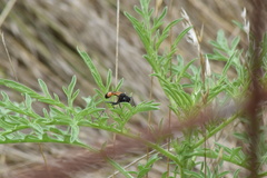 Ammophila placida