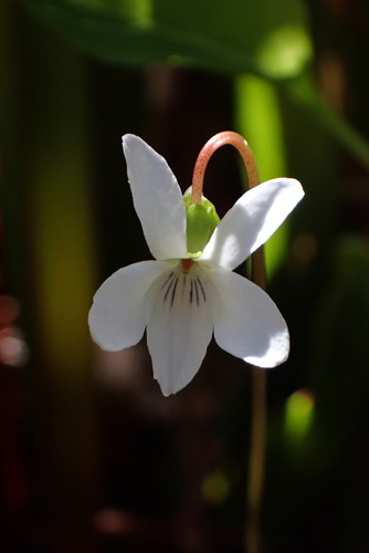 Viola primulifolia var. occidentalis