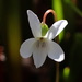 Viola primulifolia occidentalis - Photo (c) Alex Bairstow, algunos derechos reservados (CC BY-NC), subido por Alex Bairstow