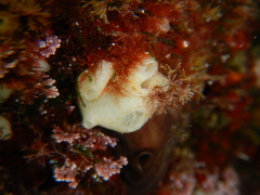 Calcarea