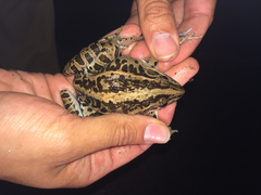 Pelophylax nigromaculatus