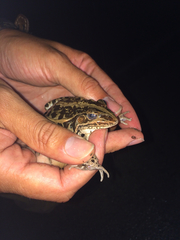 Pelophylax nigromaculatus