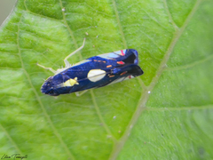 Diedrocephala variegata