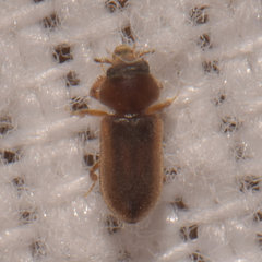 Tropicus pusillus