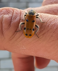 Trichodes octopunctatus