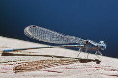 Argia gaumeri