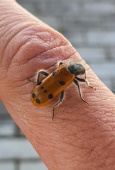 Trichodes octopunctatus