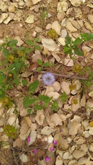 Jasione