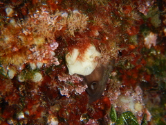Calcarea
