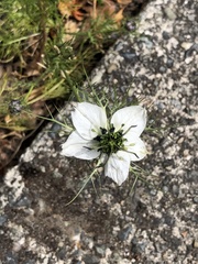 Nigella damascena