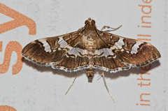 Desmia ufeus