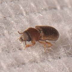 Tropicus pusillus