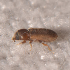 Tropicus pusillus