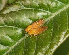 Calophya flavida