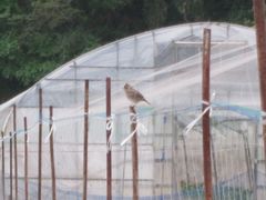 Alauda arvensis japonica