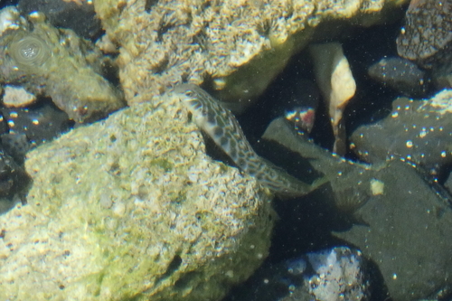 Omobranchus loxozonus