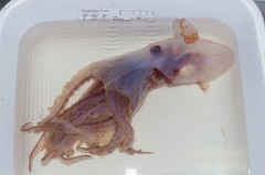 Stauroteuthis syrtensis