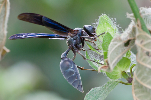 Northern Warrior Wasp