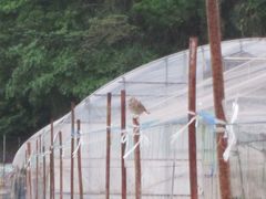 Alauda arvensis japonica