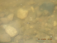 Trepobates pictus