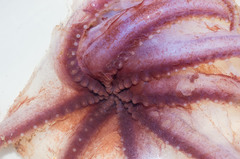 Stauroteuthis syrtensis