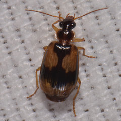 Lebia fuscata