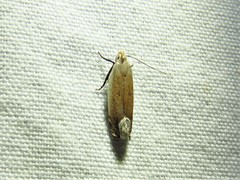 Anacampsis paltodoriella