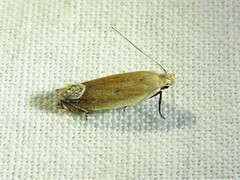 Anacampsis paltodoriella