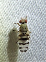 Pseudotephritina cribellum
