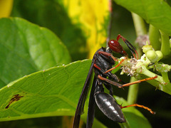 Polistes erythrocephalus