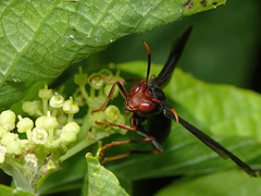 Polistes erythrocephalus