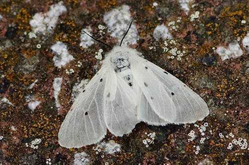 Muslin Moth