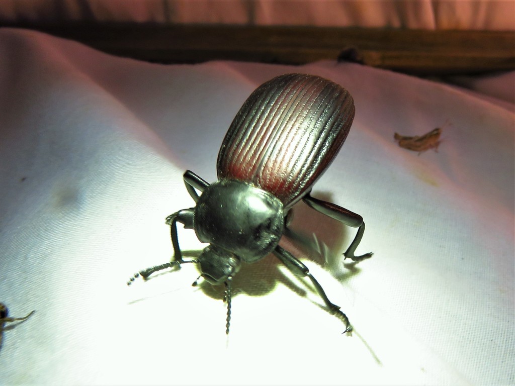 Eleodes acuta from Matador Wildlife Management Area, Cottle County, TX
