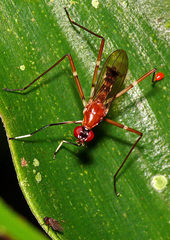 Ptilosphen viriolatus