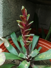 Tillandsia heliconioides