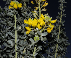 Adenocarpus anagyrifolius