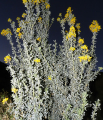 Adenocarpus anagyrifolius