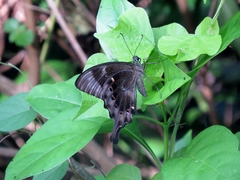Papilio peranthus transiens