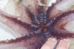 Stauroteuthis syrtensis