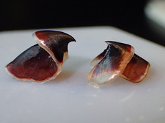 Stauroteuthis syrtensis