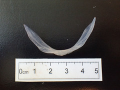Stauroteuthis syrtensis