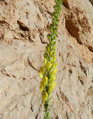 Linaria ventricosa