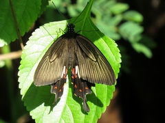 Papilio polytes javanus