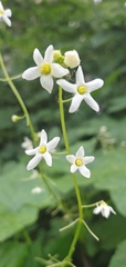 Marah oregana