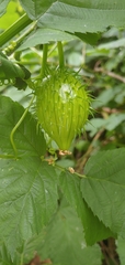 Marah oregana