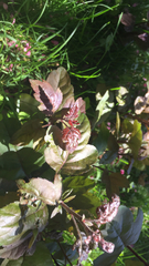 Iresine diffusa herbstii