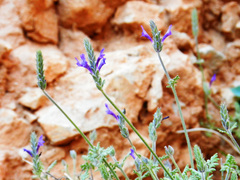 Lavandula mairei